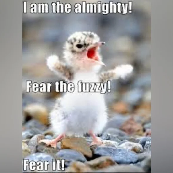 125 PICKS BEFORE I GOT CUT OFF!😻Y’ALL ROCK!🤘🏼TY FOR THE POSH LOVE/SHARES♥️🌷 - Picture 6 of 9